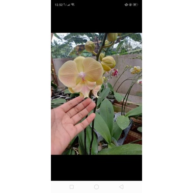 angbul knop mekar