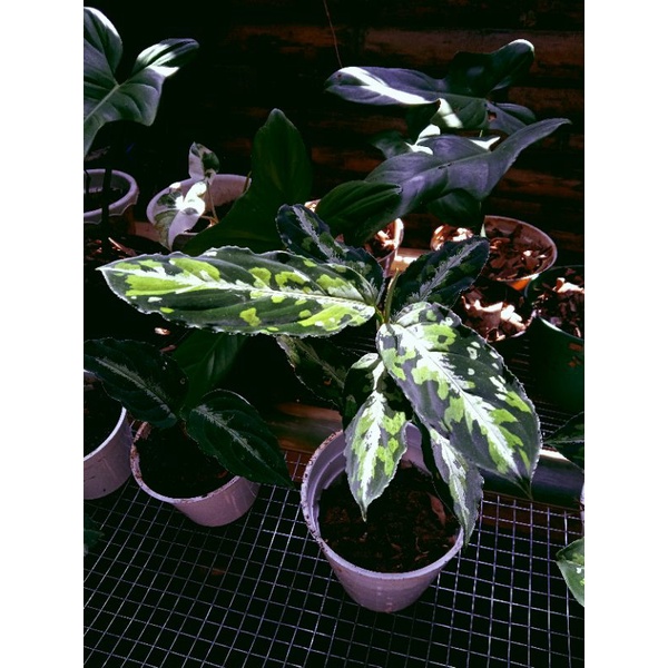 tanaman hias aglonema pictum tricolor
