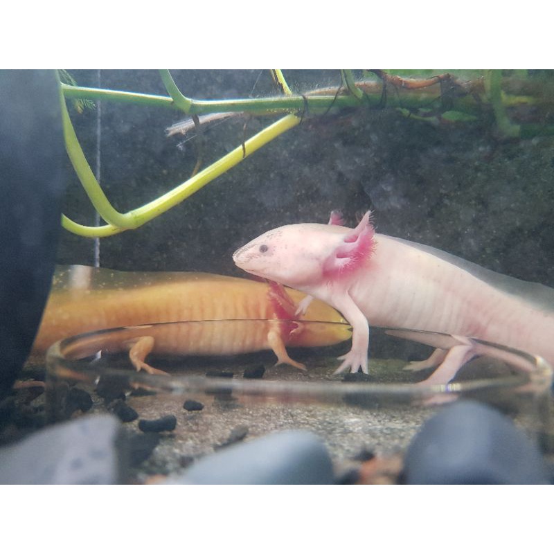 Jual Axolotl | Shopee Indonesia