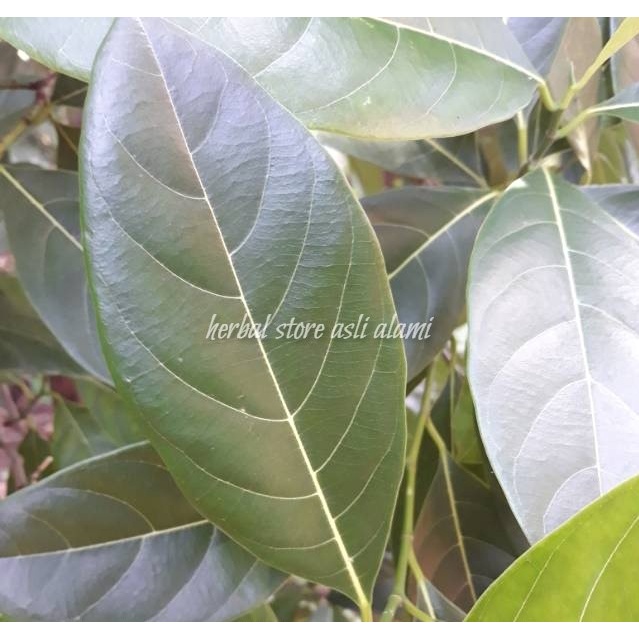 

herbal daun nangka segar yang kaya akan manfaat
