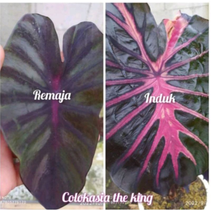 colocasia the king size anakan