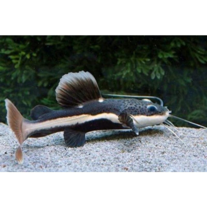 mainan ikan catfish Rtc