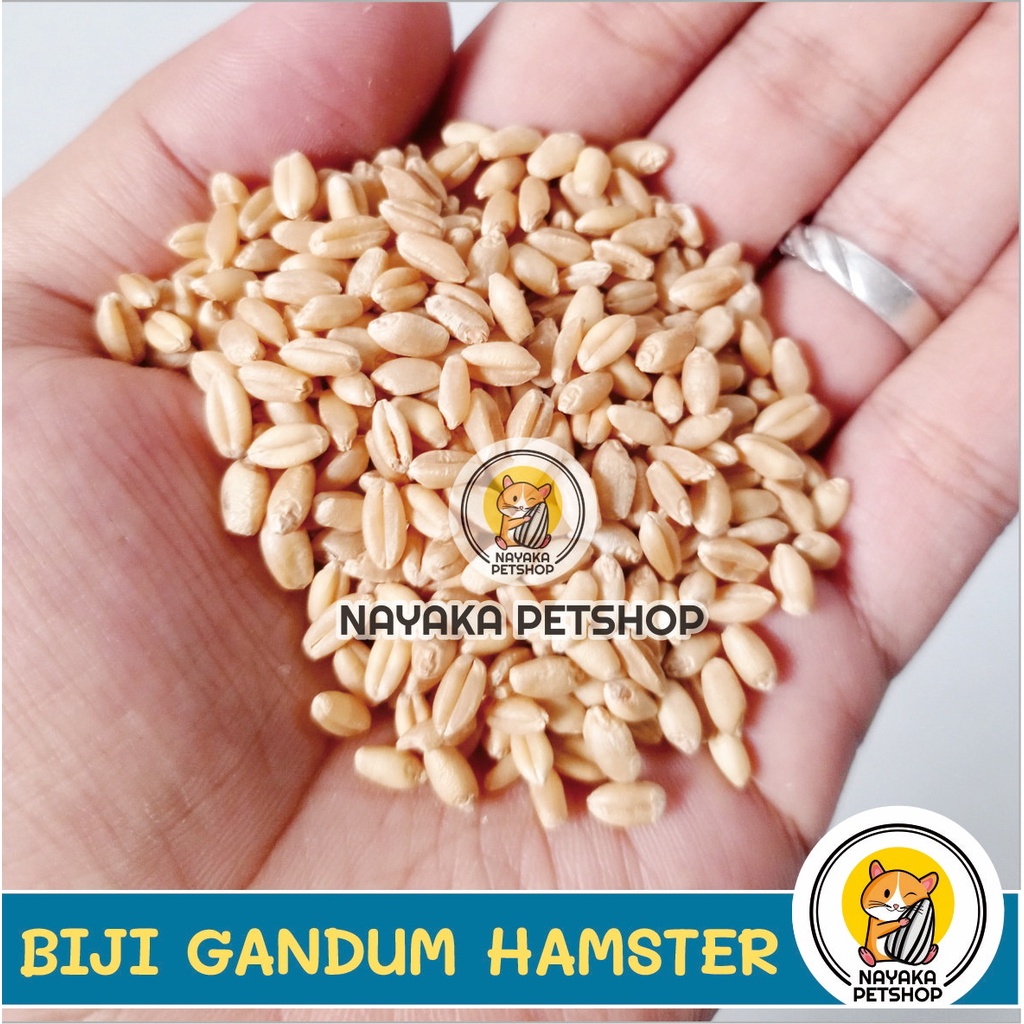 Snack Hamster Biji Gandum 50 gr Wheat Grass Cemilan Ekstra Food Hewan Pakan Camilan Makanan Wheatgrass