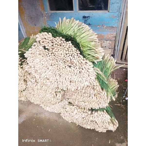 

Sereh dapur segar 500 gram