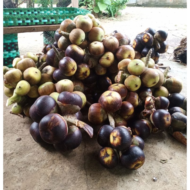 

Buah Lontar Khas Tuban(Paket isi 30 Buah Utuh isi 90 Biji) Fres&Segar Krena baru dipetik Kalau Anda Pesan.