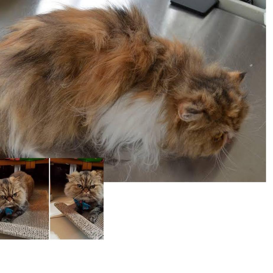 [PRODUK R8JUV] PROMO PARFUM KUCING ANJING HAMSTER PELEMBUT BULU PARFUM KUCING MELINDUNGI DARI KUTU R