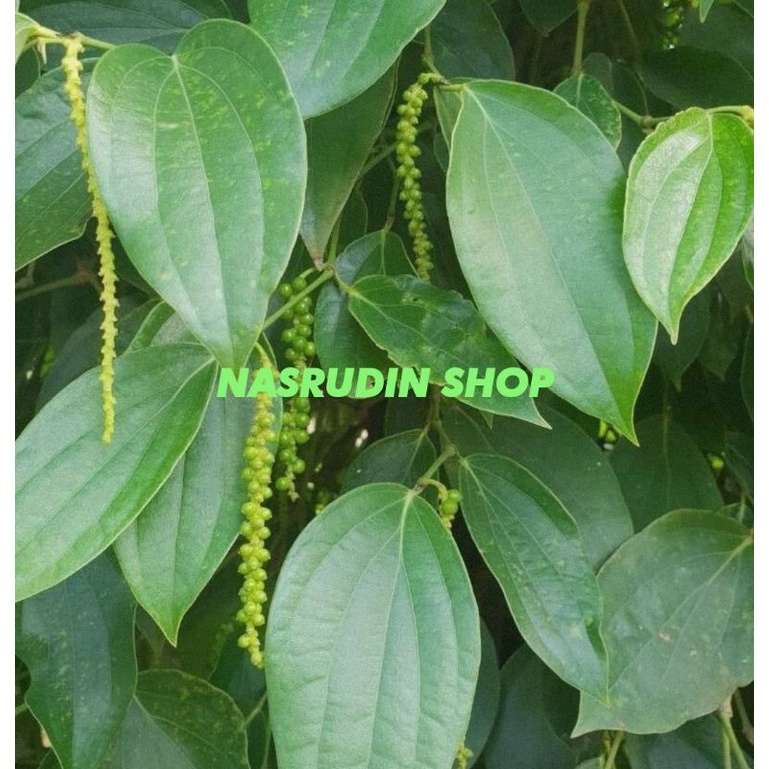 

DAUN LADA SEGAR LANGSUNG PETIK | DAUN MERICA PEDAS LAJA