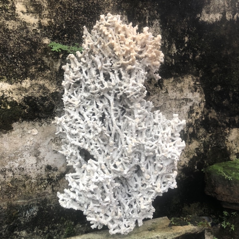 TRUMBU KARANG RUMAH IKAN HIAS UKURAN XXL JUMBO AQUASCAPE AQUARIUM/ BATU KARANG/ BATUKARANG/ BATU KAR