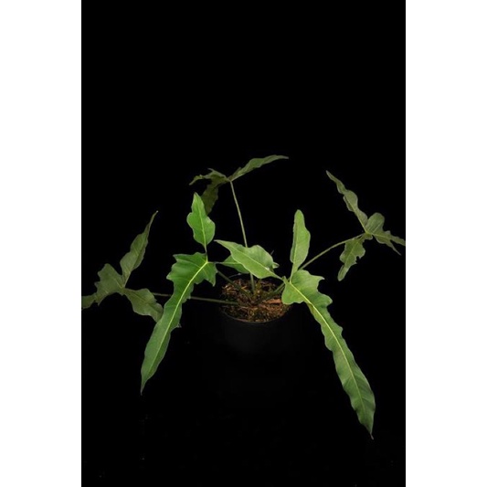 Philodendron Lelandmiyano 1 daun