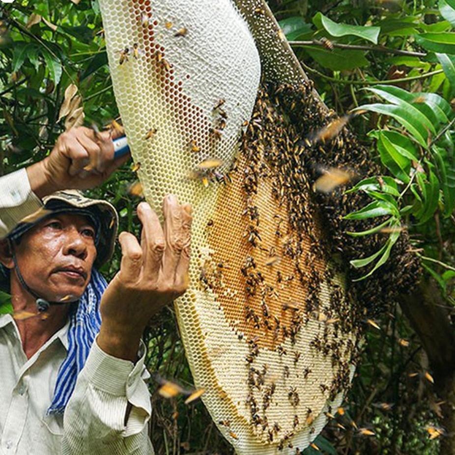 

Best Terlaris✬ Madu Hutan Beorganik 500ml (730gr) - Natural Raw Forest Honey Asli 100% Q97 ✻