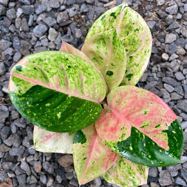 aglonema emerald cantik anakan baby