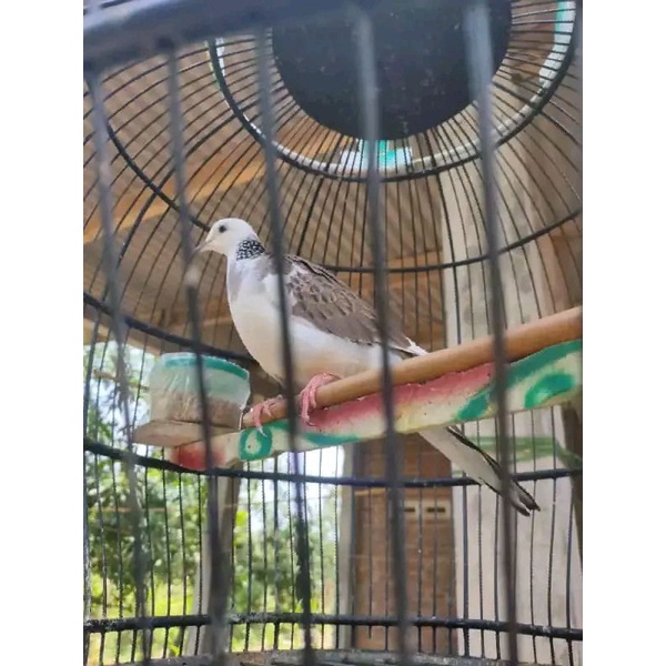 burung tekukur blorok pilihan