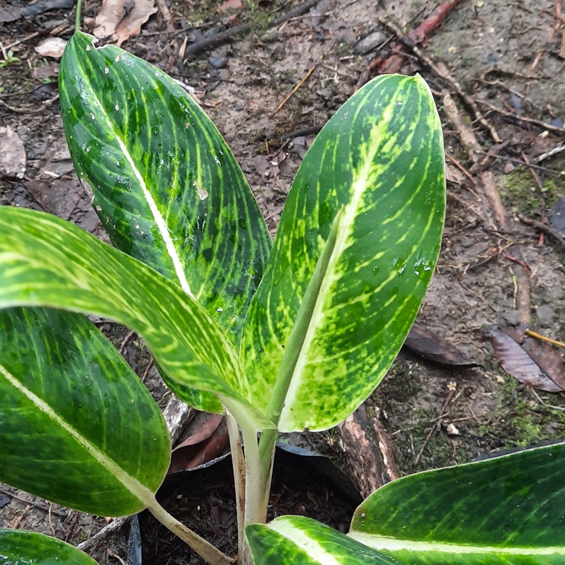 Tanaman hias aglonema diven gold I goldensifon I golden