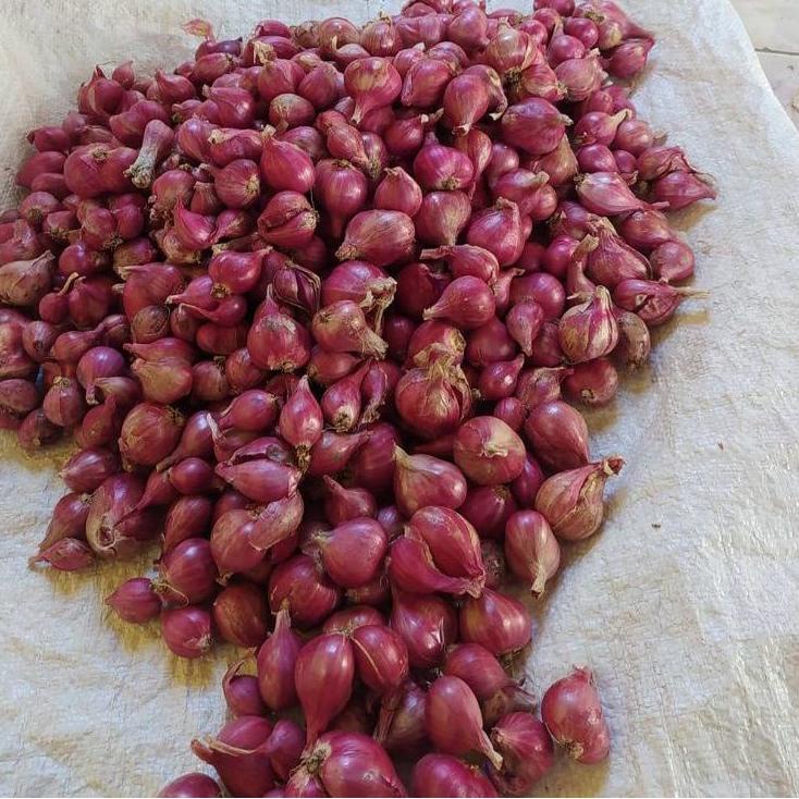 

❂ Bawang Merah Lokal 1kg Besar ゐ