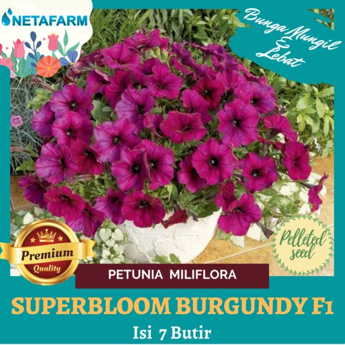 monggo] Benih Bibit Bunga Petunia Miliflora Superbloom Burgundy F1 - 7 Butir