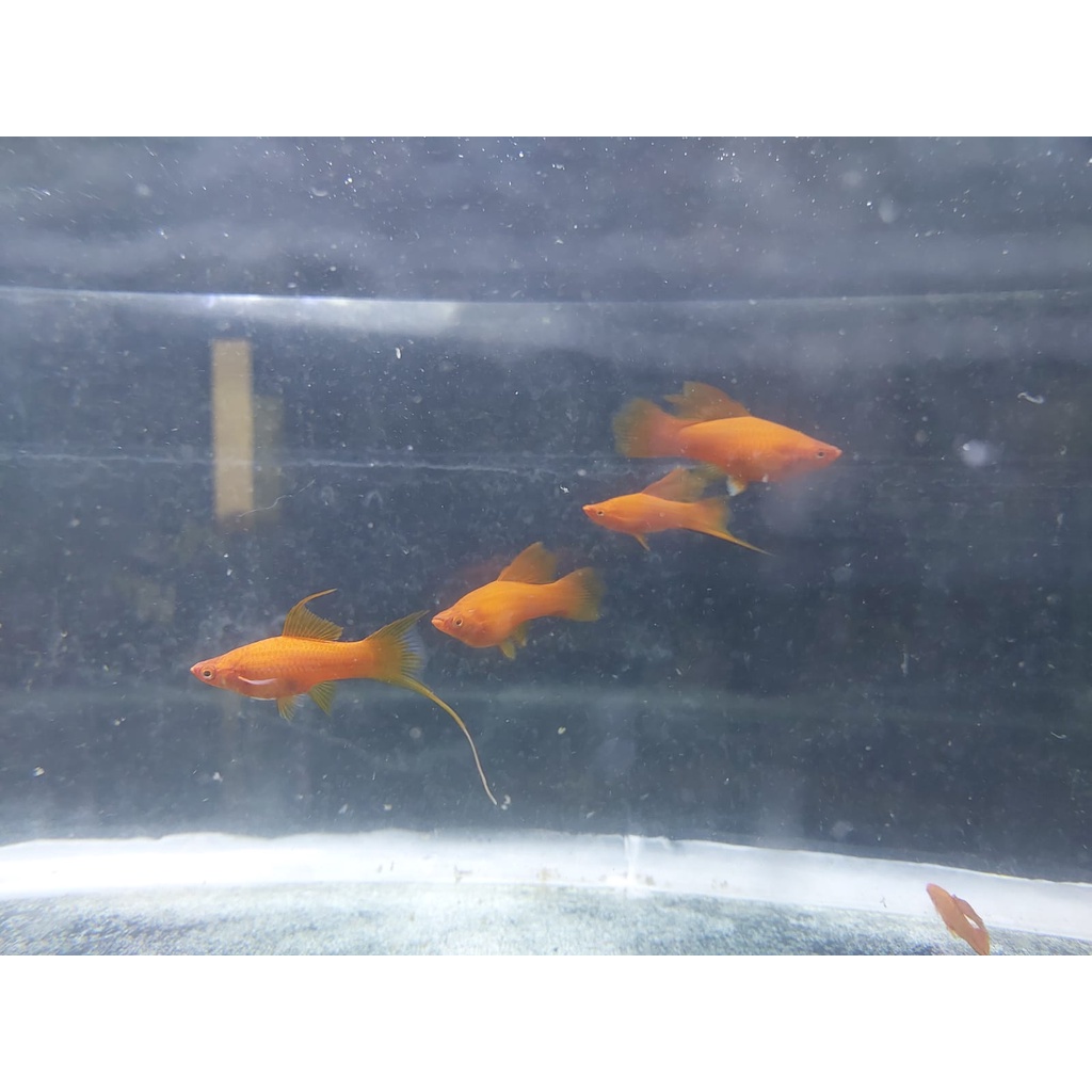 Ikan Pedang Swordtails Bloodred Hellery Hamburg Mix