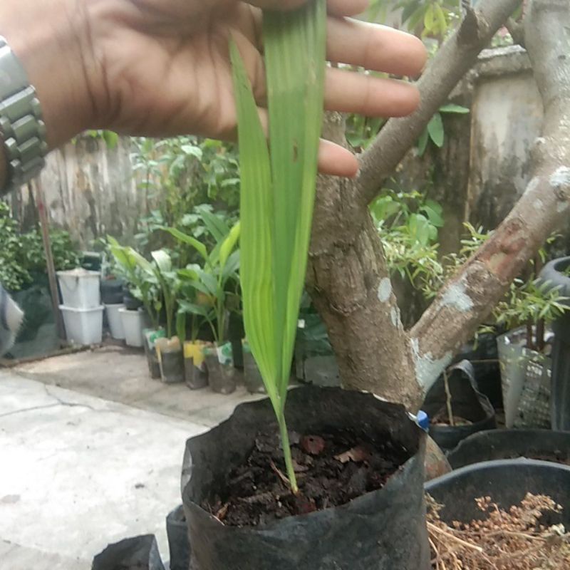

bibit bawang dayak asli