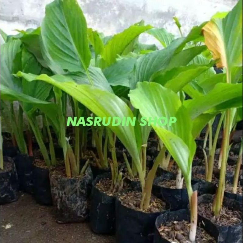 

[Fresh] BIBIT TEMU KUNCI / BONGGOL TEMU KUNCI