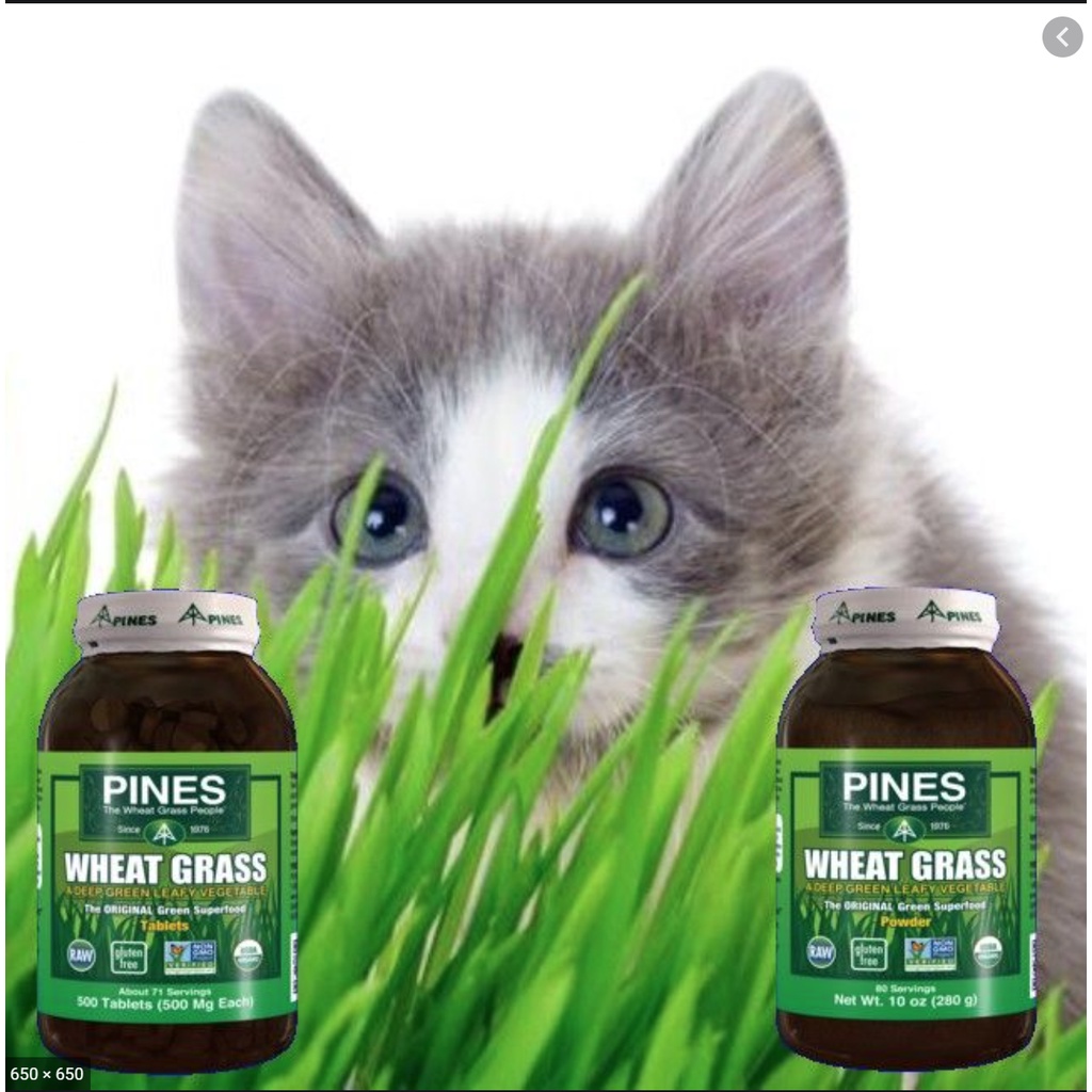 Pines Wheat Grass Tabs 500 Tablets Suplemen Rumput Gandum Detox Made In USA Organic Wheatgrass Multivitamin Greenfood Superfood