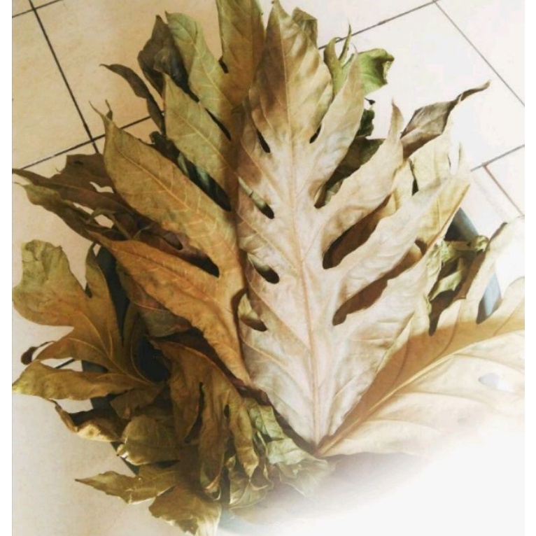 

Daun sukun kering herbal