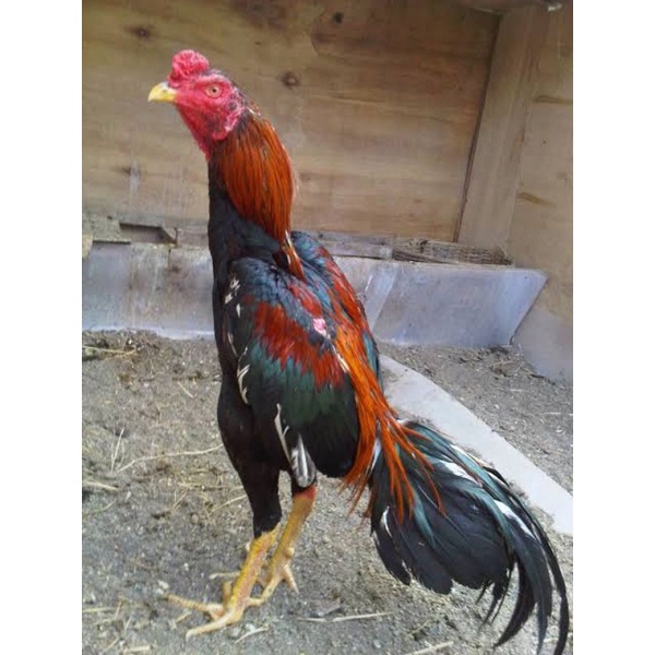 

telur ayam bangkok pakoy perbutir