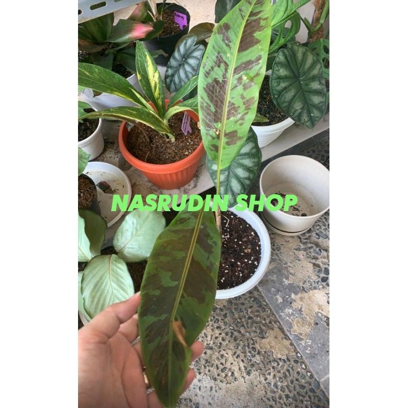 

[Fresh] PISANG HIAS TANAMAN HIAS PISANG VARIEGATA RED BLOOD BANANA