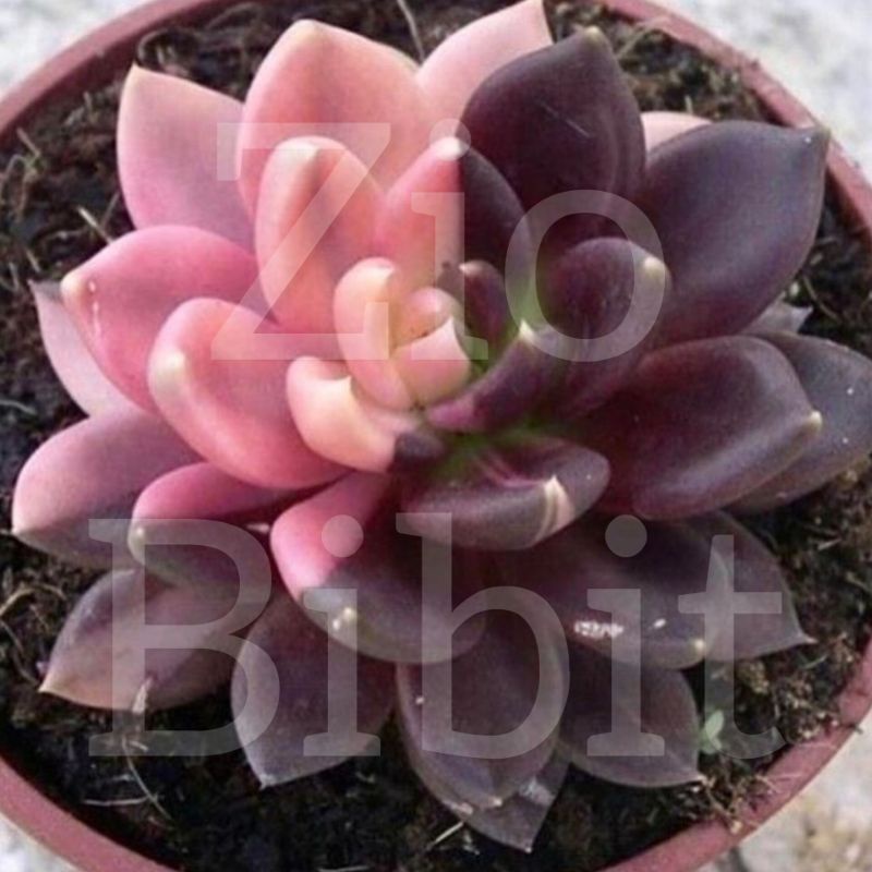 Benih/Bibit/Biji Kaktus Sukulen Pink Ungu Hias Mini Celyn