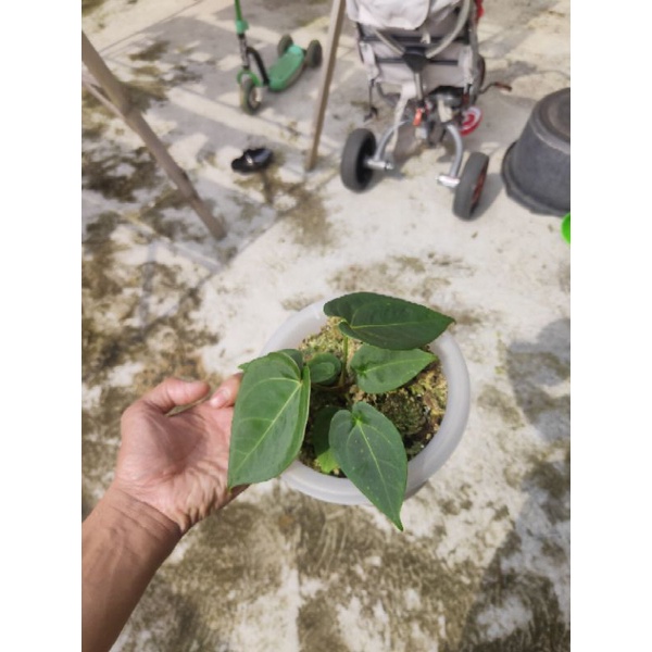 Ace of spades x king of spades ..