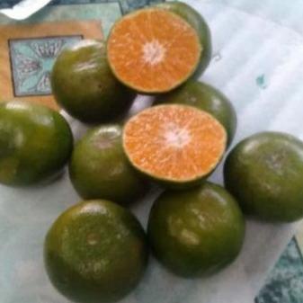 

✨ Jeruk Siam Peras 7 sd 8 pcs dalam 1 kg !