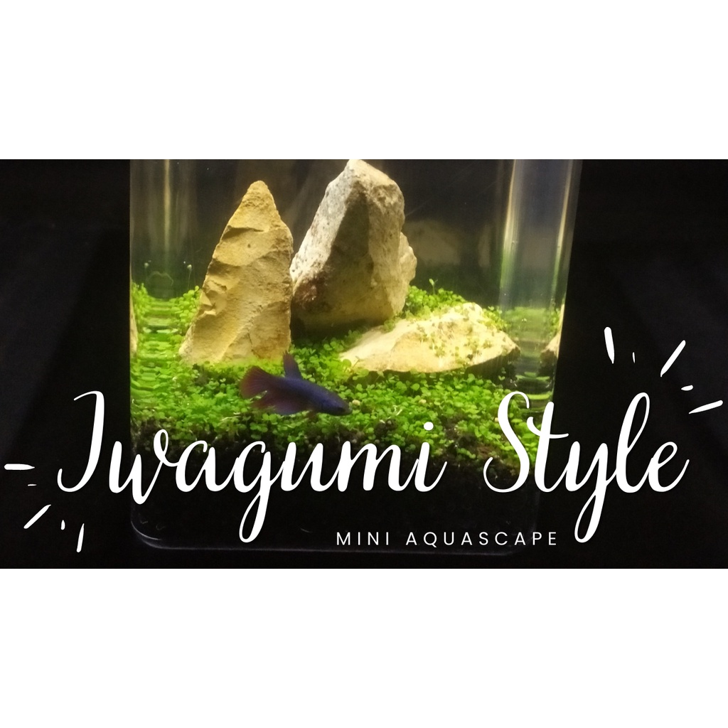 Mini Aquascape / Aquarium FULLSET - Iwagumi Style Paket Lengkap
