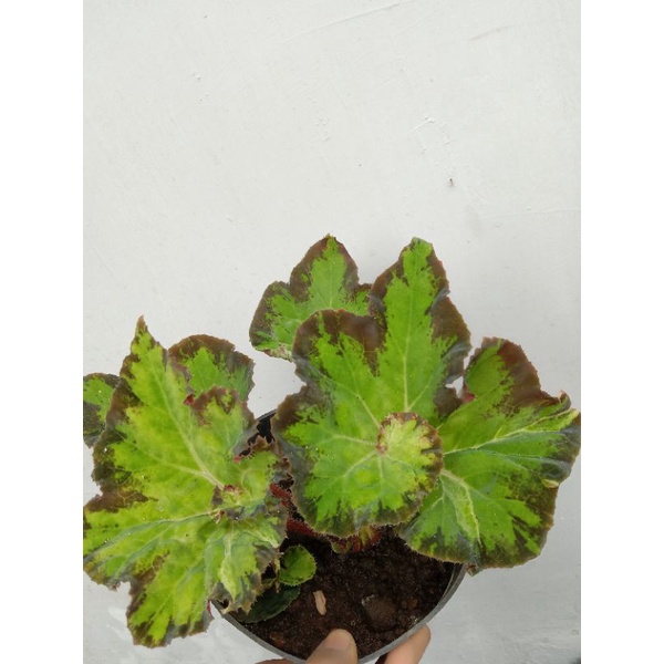 begonia keong hijau / begonia green snail