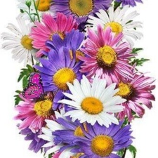 Biji Benih Bibit Bunga Potong Aster Single Mixed China Aster