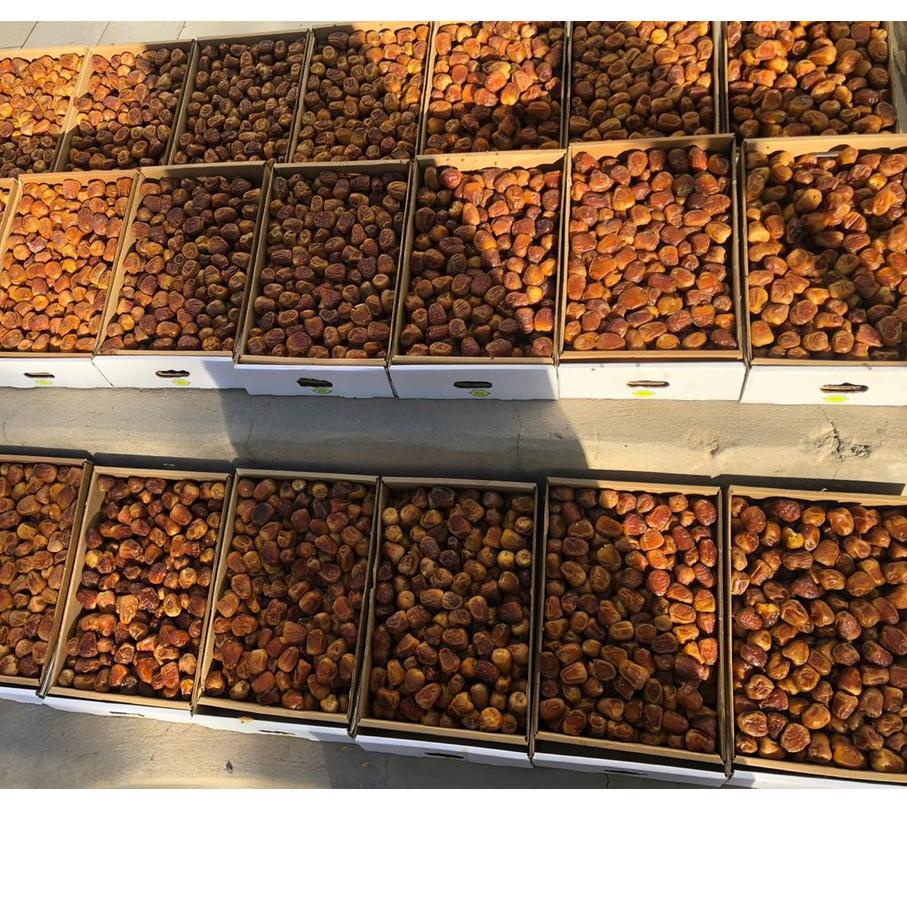 

11.11✔️Kurma Sukari 3 Kg BPOM - Sukkari Taiba Dates|SQ9