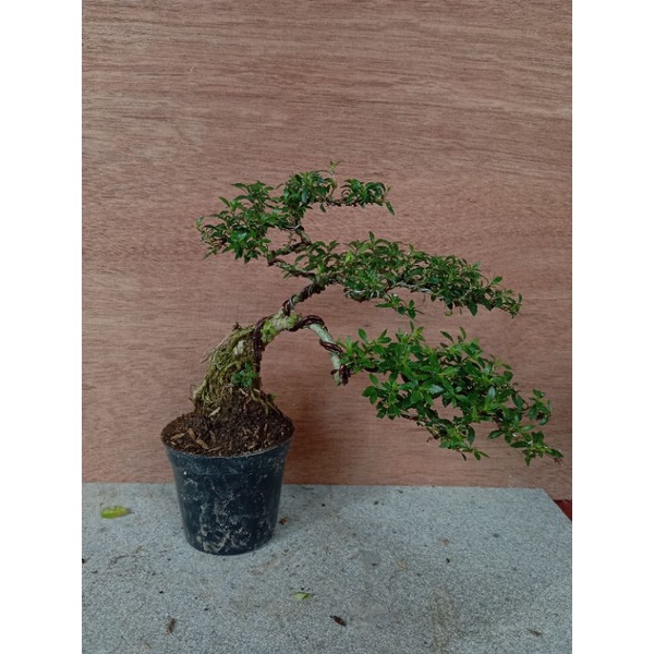 Bonsai mini bonsai mame mirten tanaman hias bonsai mini