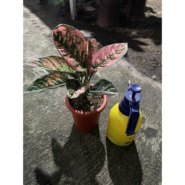 Aglaonema ruby fanta