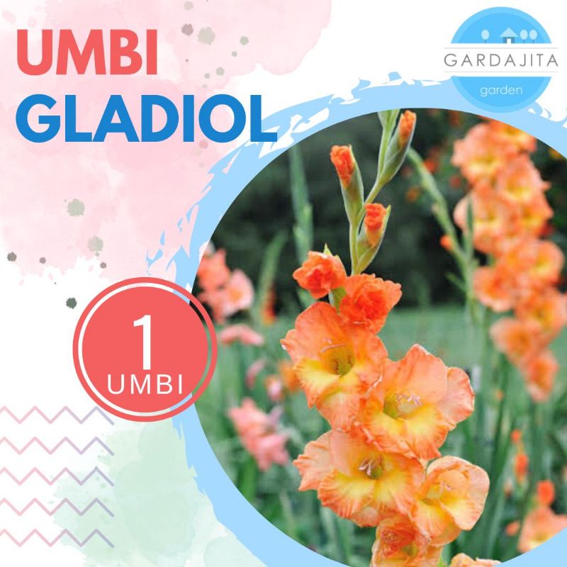 Umbi GLADIOL ORANGE Bibit Bunga