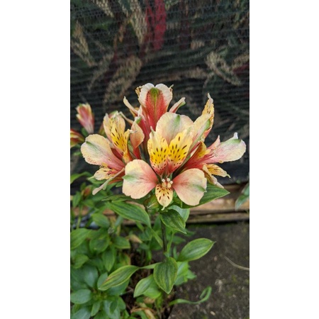 Tanaman Hias Bunga Astromelia Peruvian Lily Flower Alstromelia orange bakul kembang