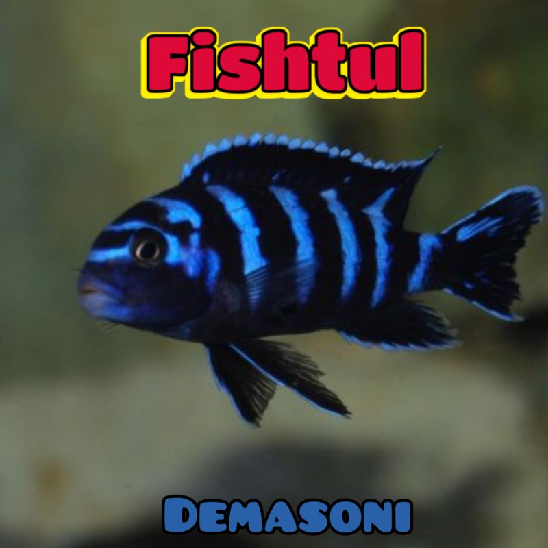 Cichlid Demasoni