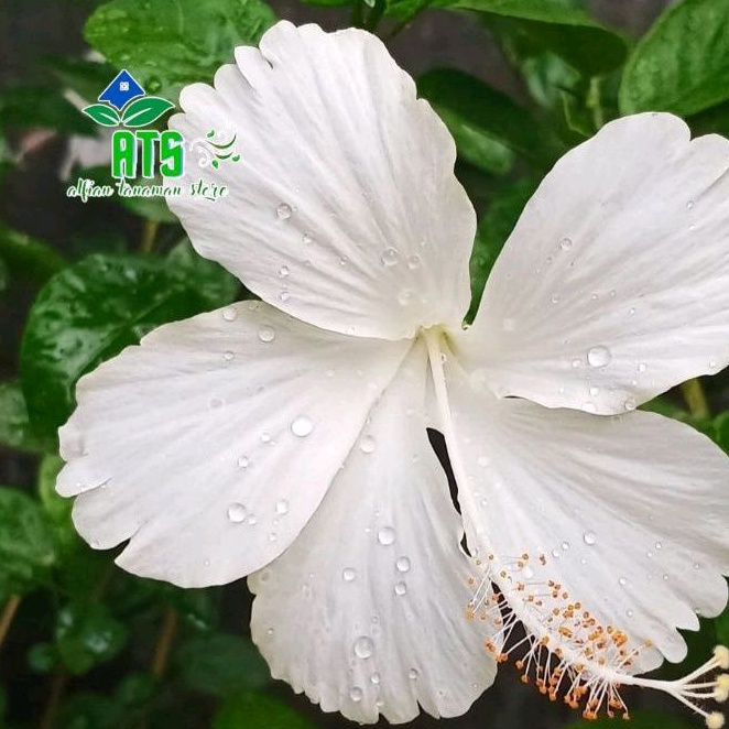 tanaman hias kembang sepatu putih - bibit pohon kembang sepatu kembang putih