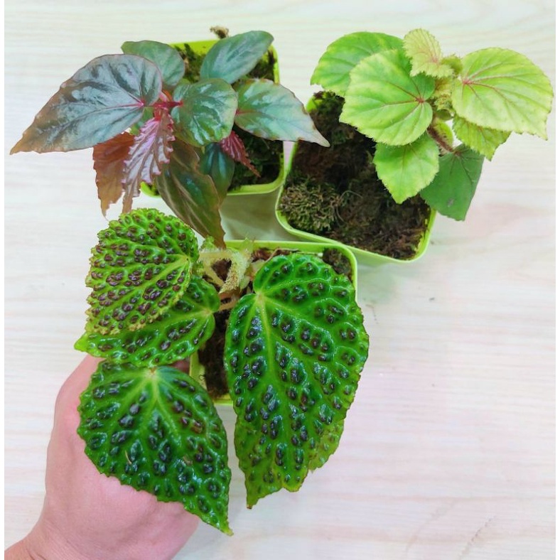 Paket Begonia sp. Borneo Basic