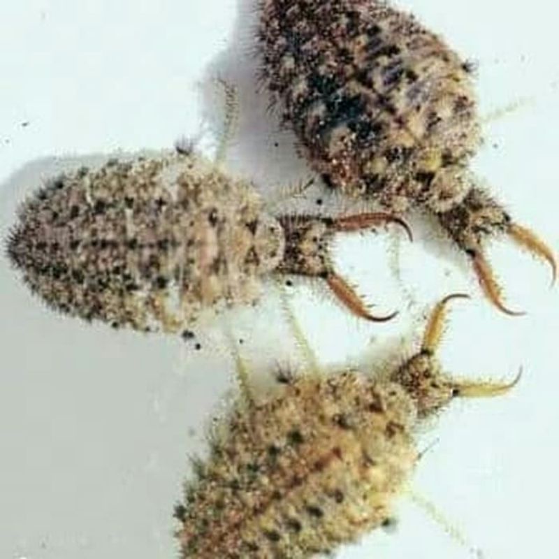 undur undur hidup 20 ekor hidup undur undur