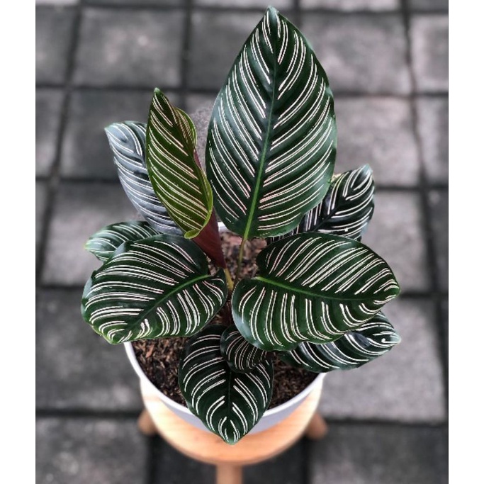 tanaman hias calathea ornata - tanaman calathea - tanaman hias calathea