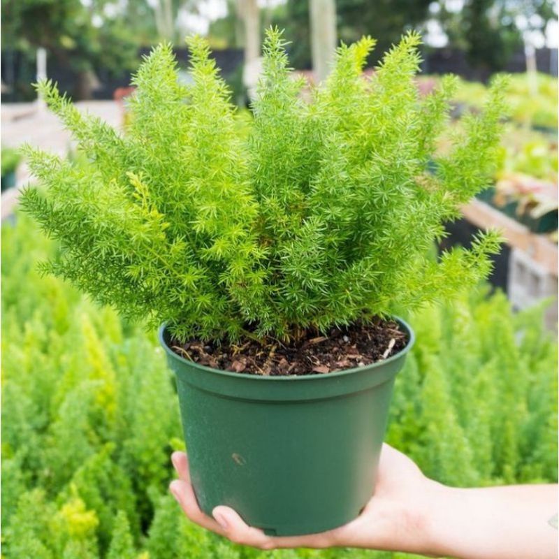 Tanaman Hias Ekor Tupai - Tanaman Hias Cemara Ekor Tupai - Tanaman Hias Hidup Ekor Tupai