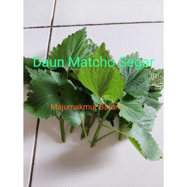 

Daun Matcho Segar / Daun Macau Pengusir bala / buang sial