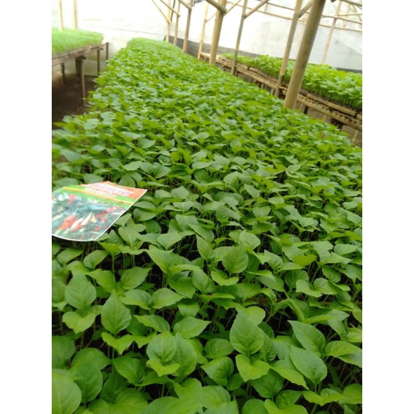 bibit cabe ijo kecil/biji jenis bangjo siap tanam