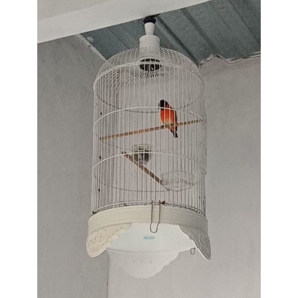 burung.red.siskin.gacor