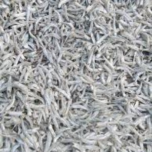 

Teri Lampung Asin Berkualitas - 100 Gram