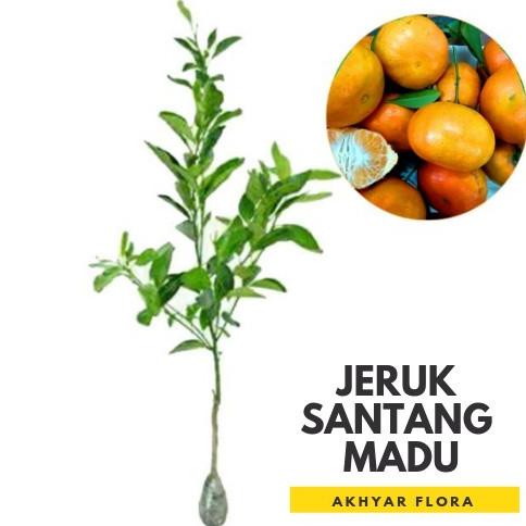 Bibit Jeruk Santang Madu Pohon Jeruk Santang Madu BB66