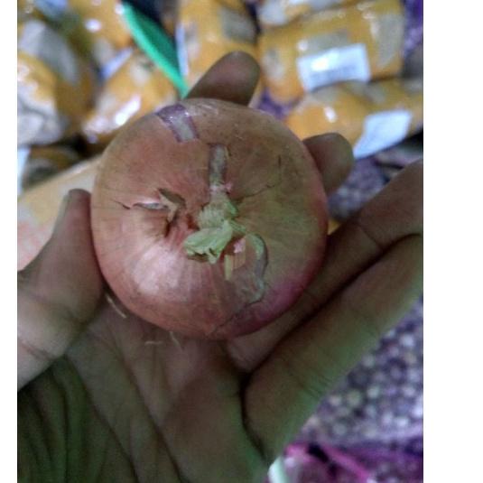 

ァ Bawang Peking India Import 500 Gram ☆