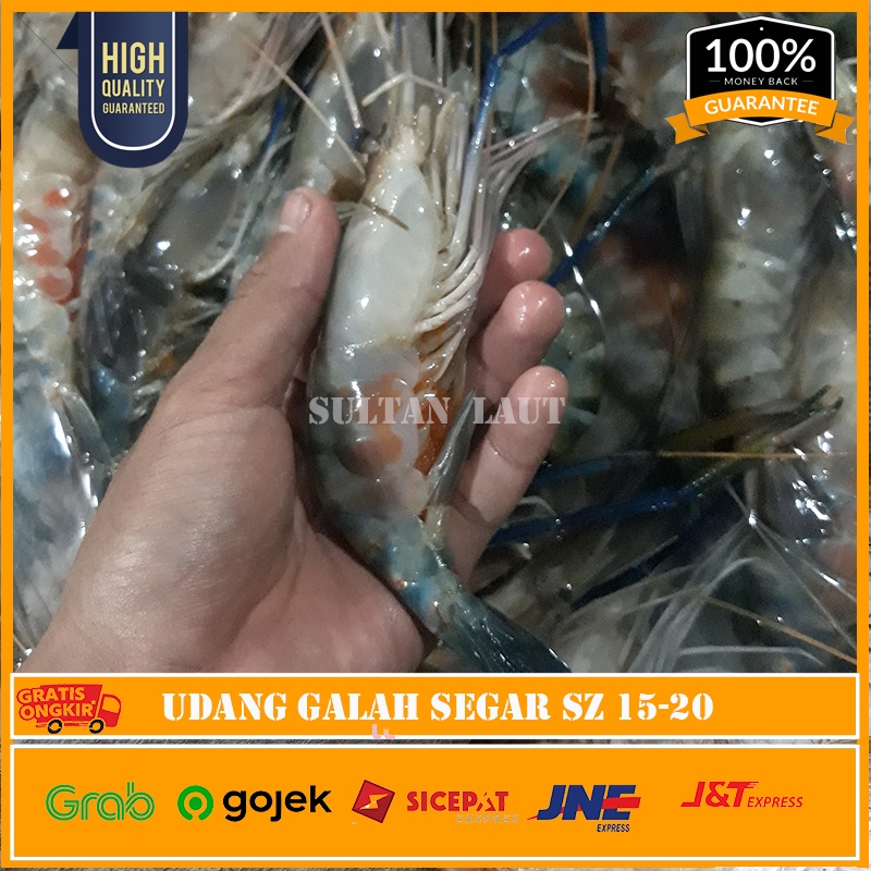 

PROMO Udang Galah @1Kg Segar Isi 15-20 - Udang Air Tawar Murah Grade A